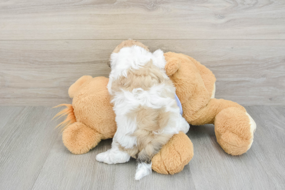 Teddy Bear Puppy for Adoption
