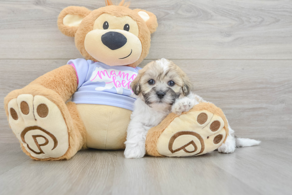 Best Teddy Bear Baby