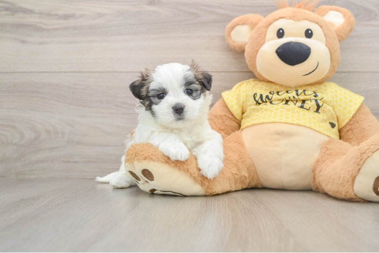 Small Teddy Bear Baby