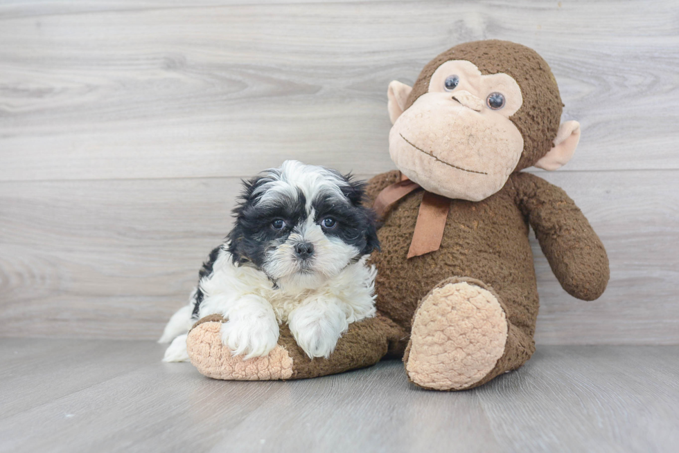 Happy Teddy Bear Baby