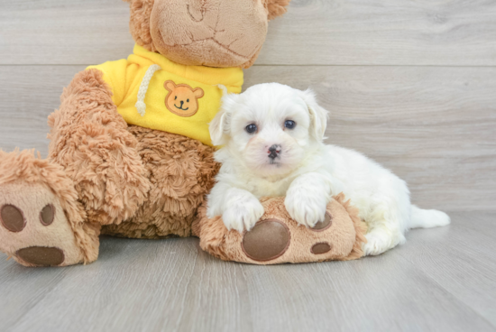 Popular Teddy Bear Designer Pup