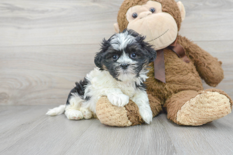 Popular Teddy Bear Designer Pup