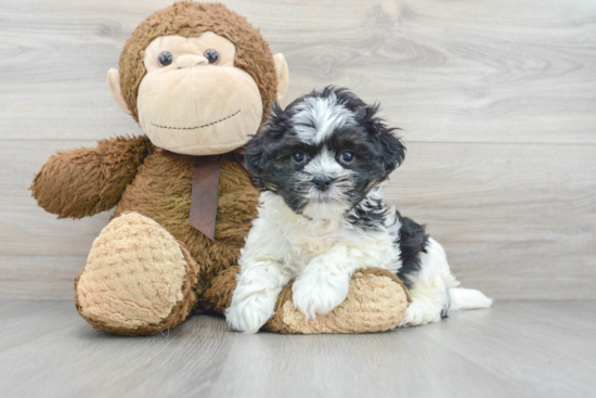 Teddy Bear Pup Being Cute