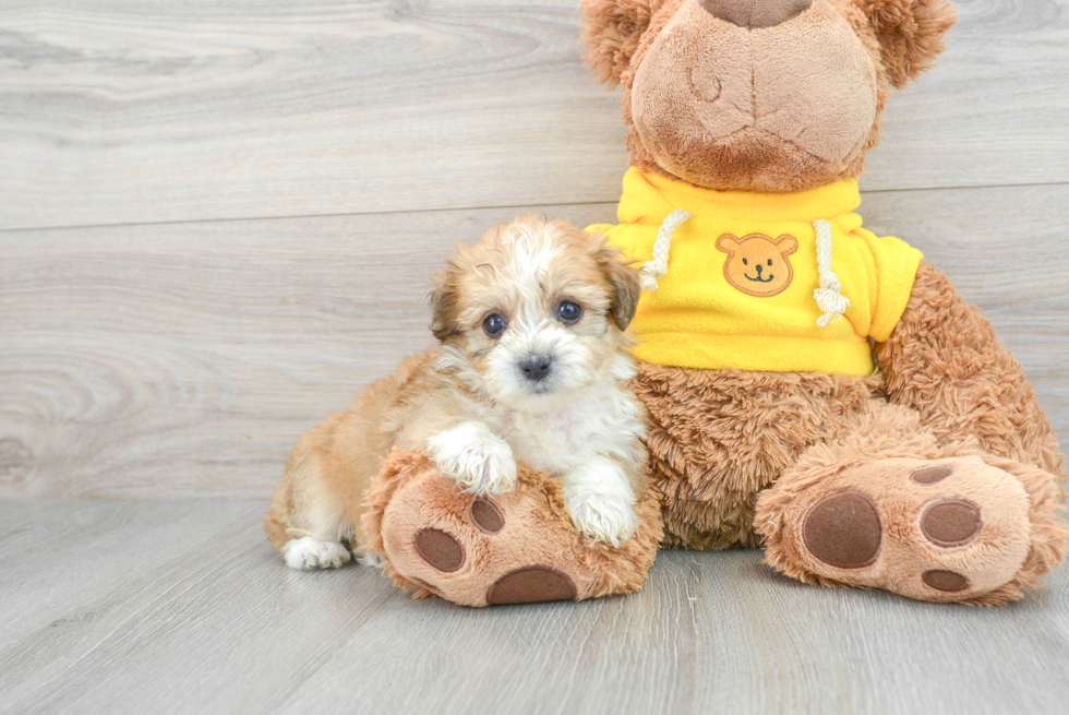 Teddy Bear Pup Being Cute