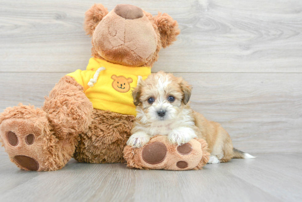 Friendly Teddy Bear Baby