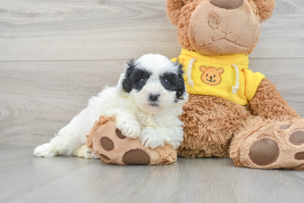 Fluffy Teddy Bear Designer Pup