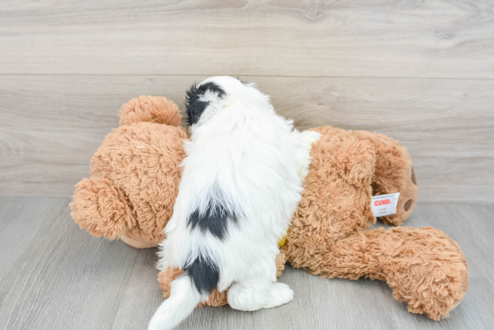 Teddy Bear Pup Being Cute