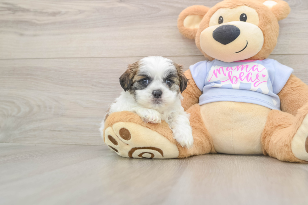 Teddy Bear Puppy for Adoption