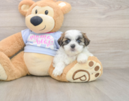 7 week old Teddy Bear Puppy For Sale - Premier Pups