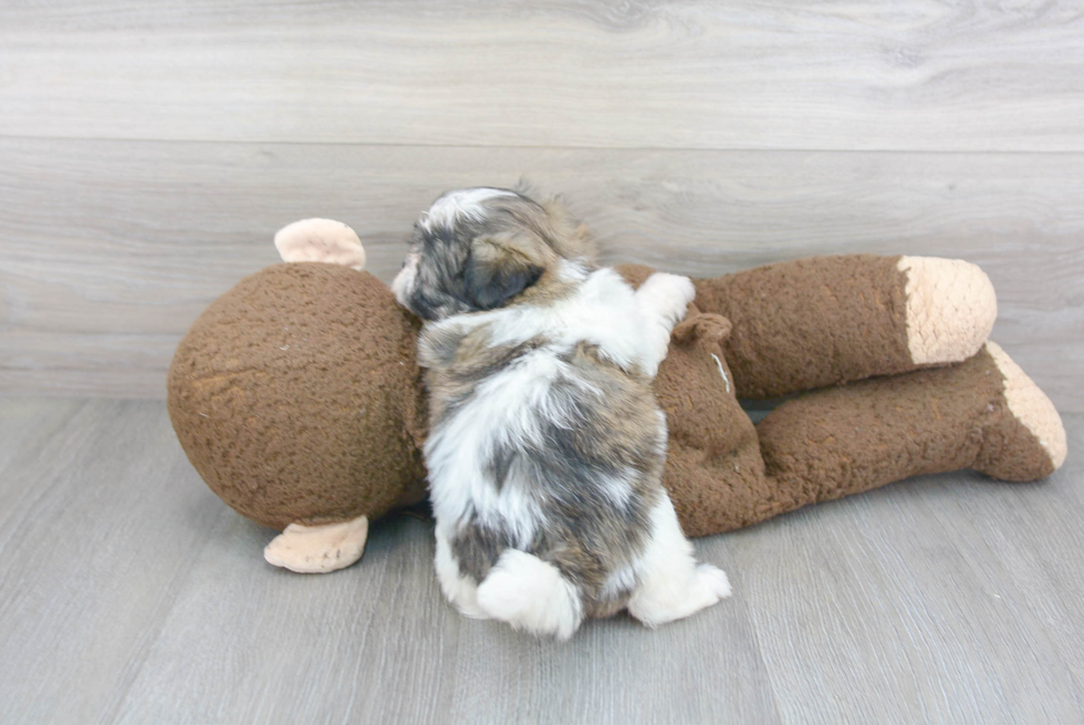 Teddy Bear Pup Being Cute