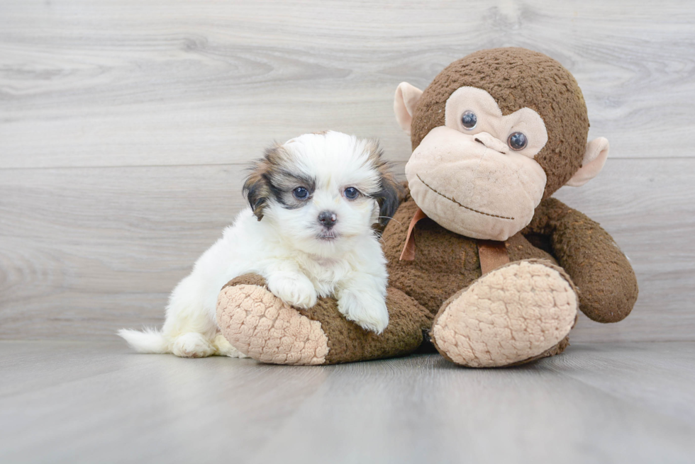 Friendly Teddy Bear Baby