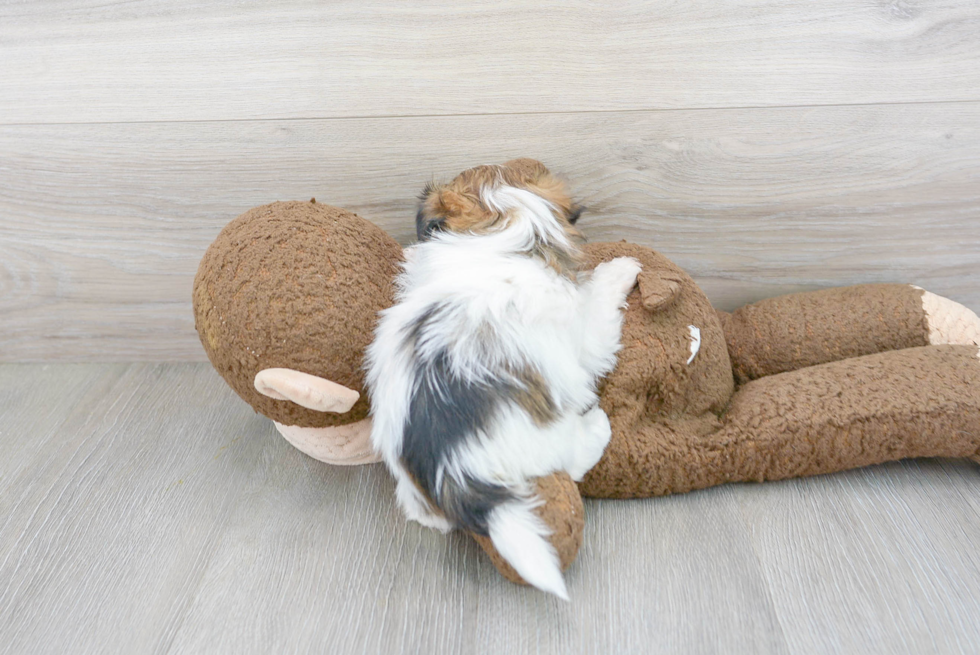 Fluffy Teddy Bear Designer Pup