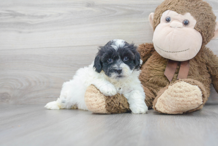 Teddy Bear Pup Being Cute