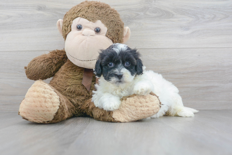 Best Teddy Bear Baby