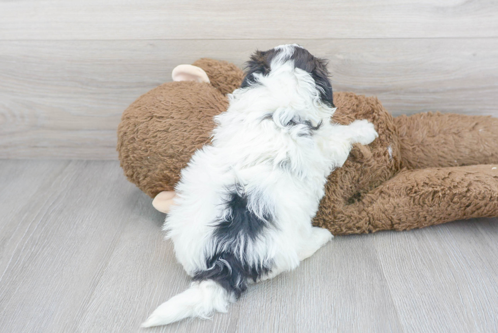 Cute Shit Designer Puppy