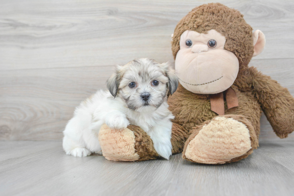 Fluffy Teddy Bear Designer Pup