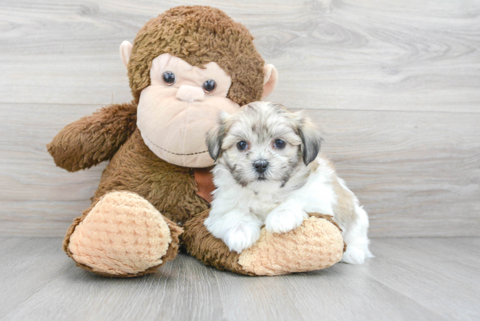 Fluffy Teddy Bear Designer Pup