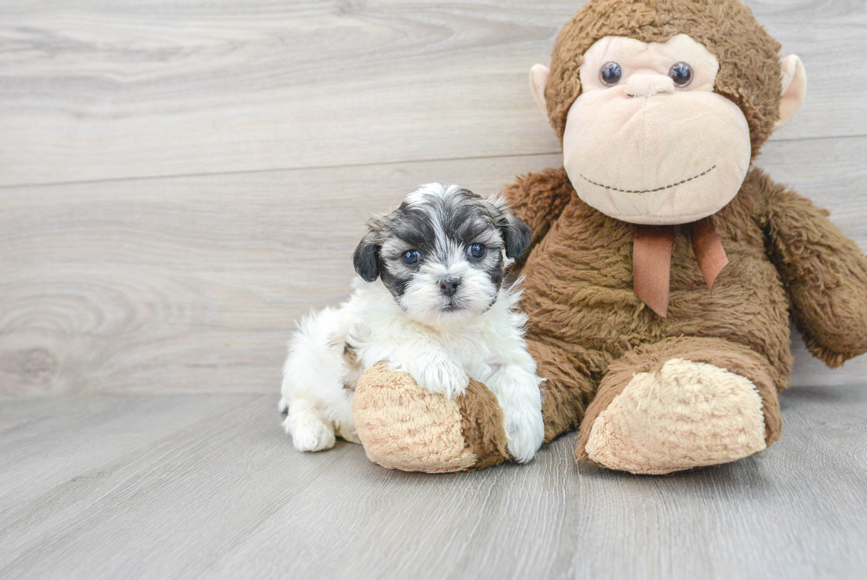 Funny Teddy Bear Designer Pup
