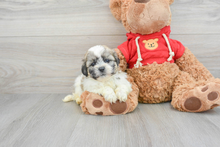 Teddy Bear Pup Being Cute