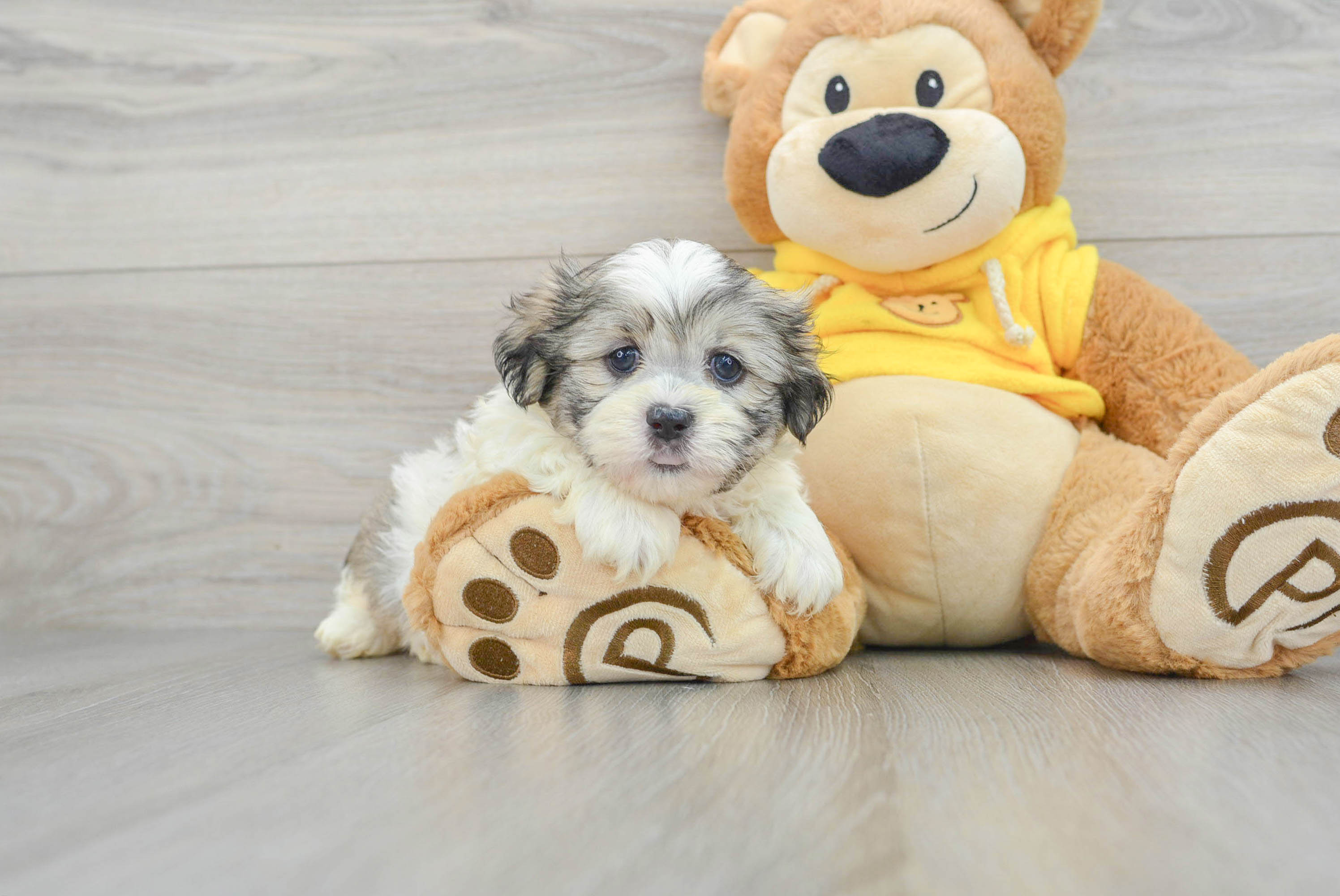 Best Teddy Bear Baby