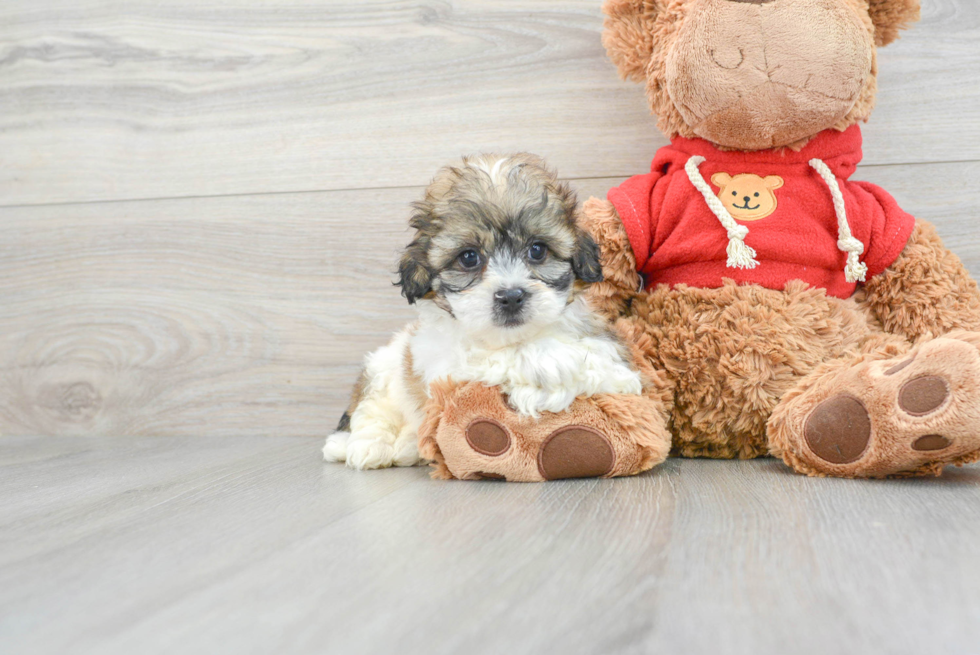 Petite Teddy Bear Designer Pup