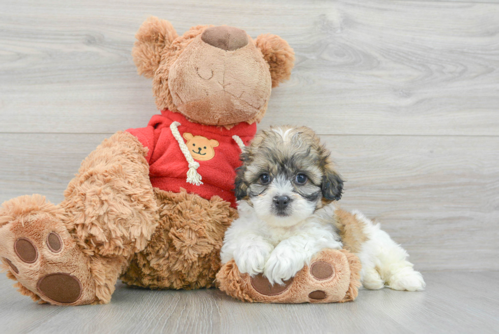 Teddy Bear Puppy for Adoption