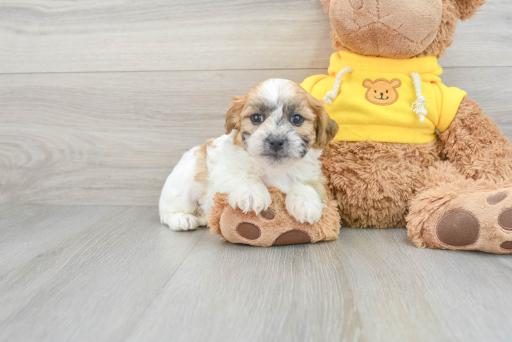 Teddy Bear Pup Being Cute