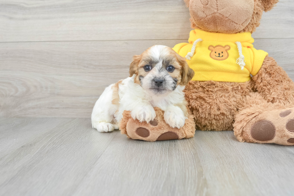 Teddy Bear Pup Being Cute