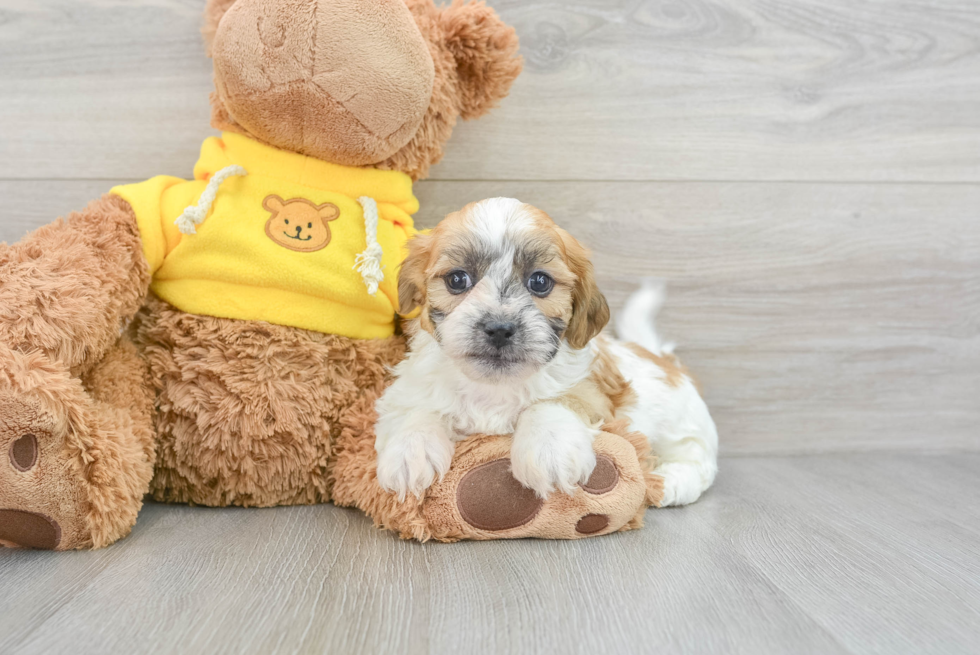 Smart Teddy Bear Designer Pup