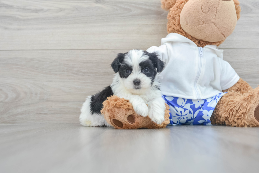 Teddy Bear Pup Being Cute