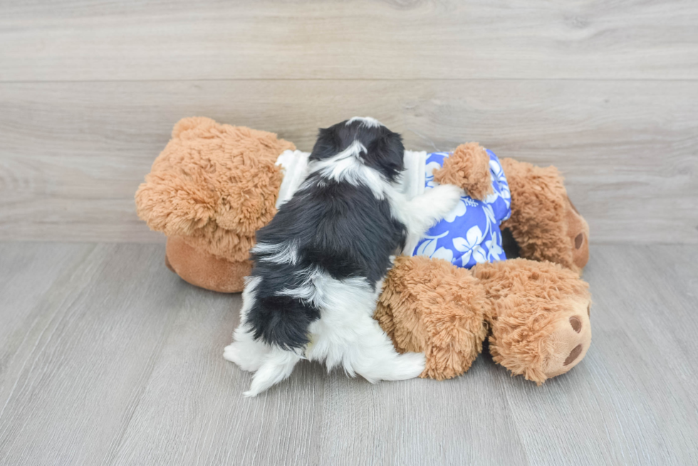 Teddy Bear Pup Being Cute