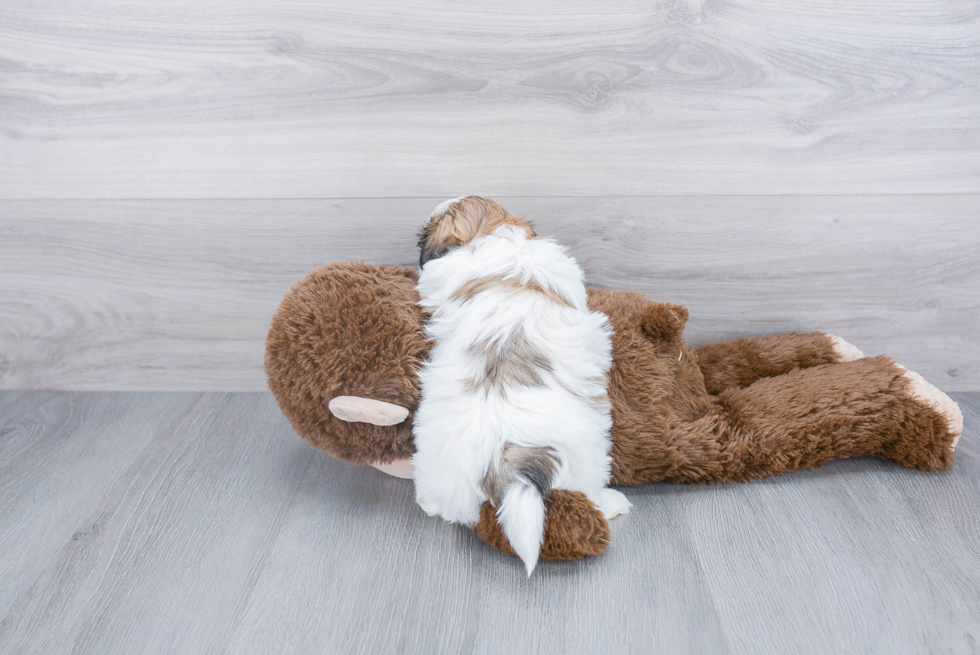 Funny Teddy Bear Designer Pup