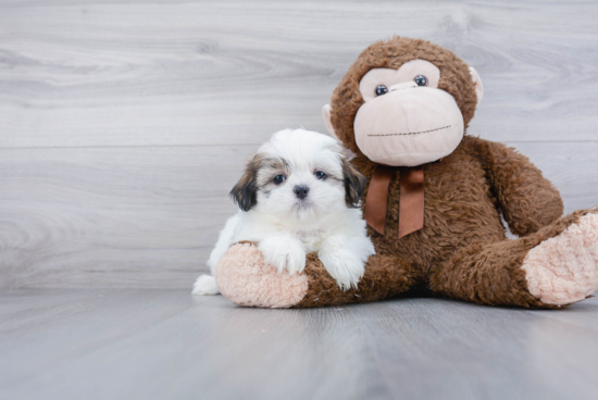 Teddy Bear Pup Being Cute