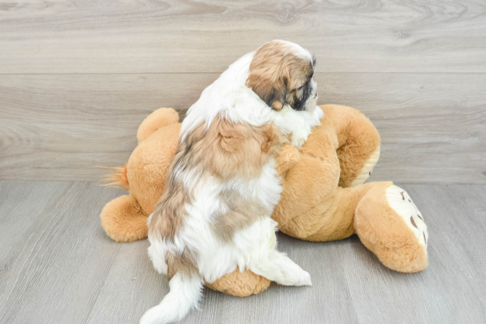 Teddy Bear Pup Being Cute