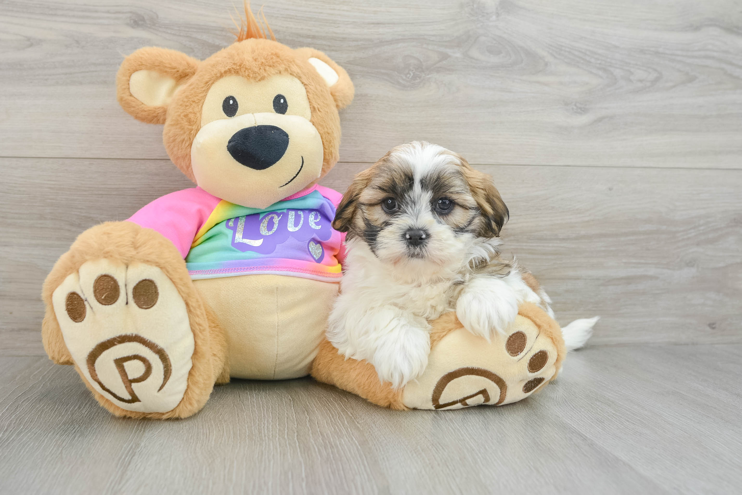 Teddy Bear Pup Being Cute