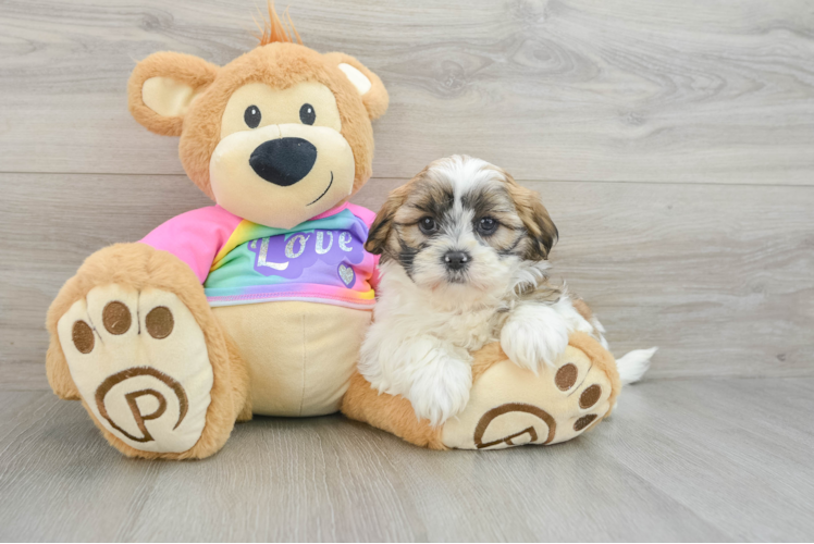 Teddy Bear Pup Being Cute