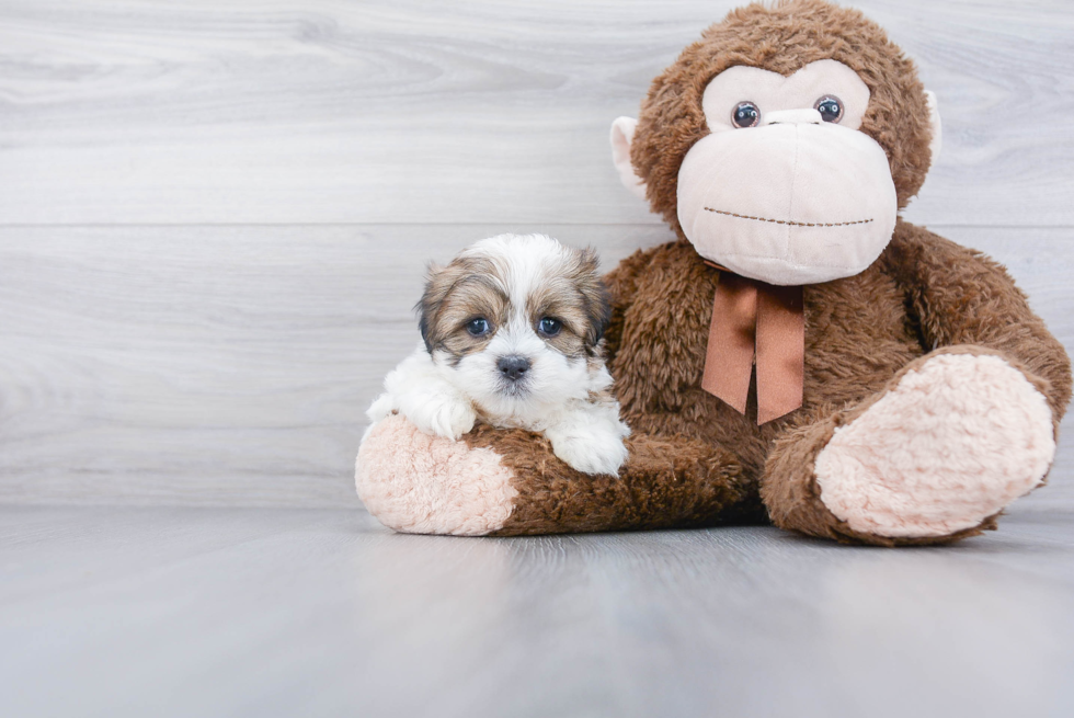 Teddy Bear Pup Being Cute