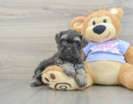 8 week old Teddy Bear Puppy For Sale - Premier Pups