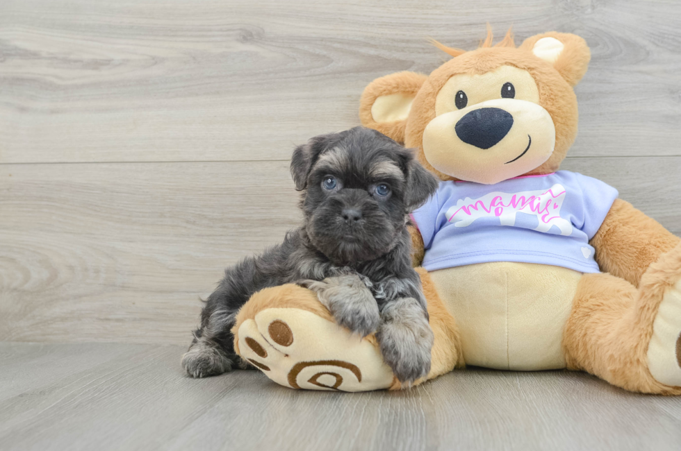 6 week old Teddy Bear Puppy For Sale - Premier Pups