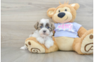 Teddy Bear Puppy for Adoption