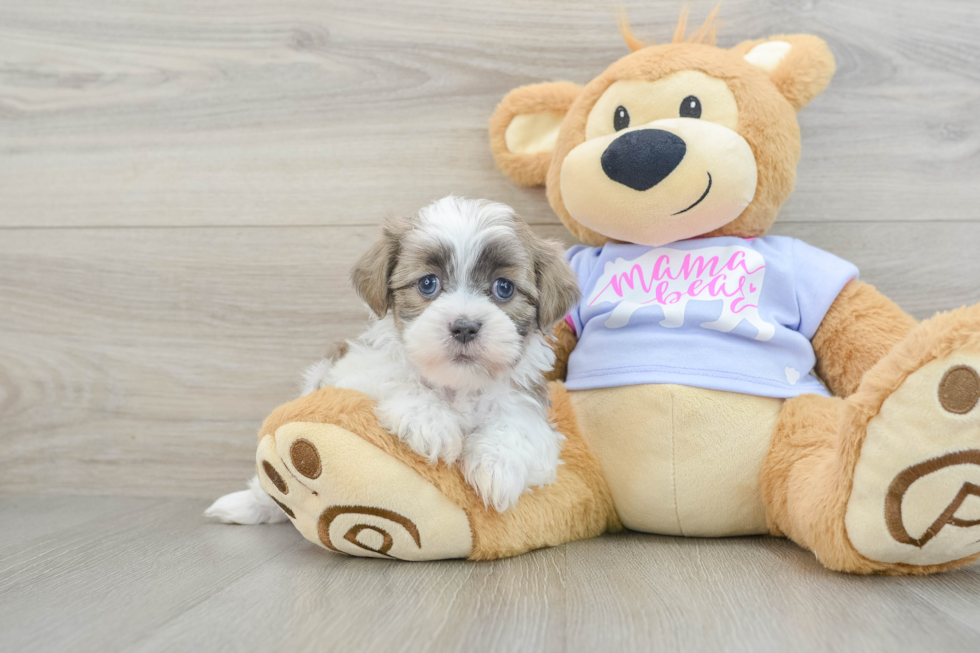 Teddy Bear Puppy for Adoption