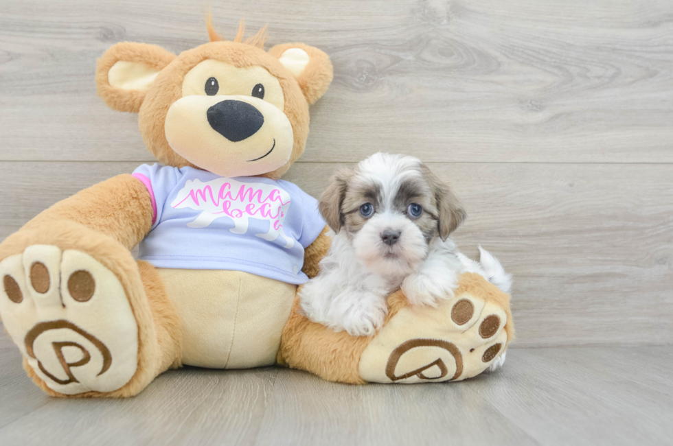 6 week old Teddy Bear Puppy For Sale - Premier Pups