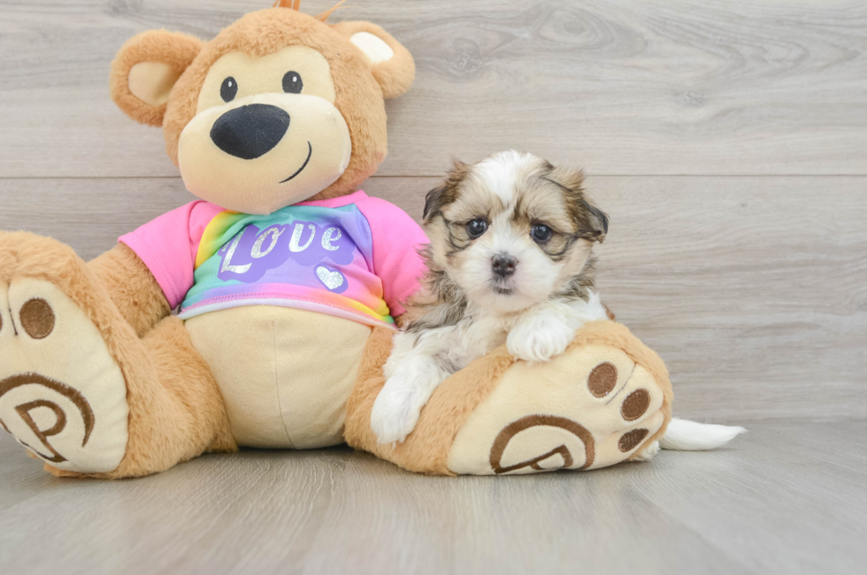 5 week old Teddy Bear Puppy For Sale - Premier Pups