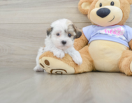 9 week old Teddy Bear Puppy For Sale - Premier Pups