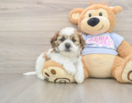 5 week old Teddy Bear Puppy For Sale - Premier Pups
