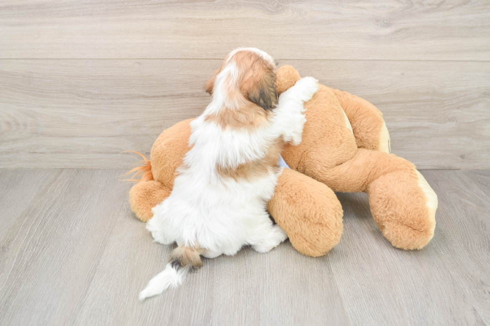 Teddy Bear Puppy for Adoption