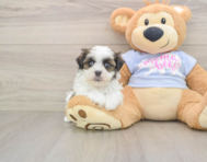 6 week old Teddy Bear Puppy For Sale - Premier Pups
