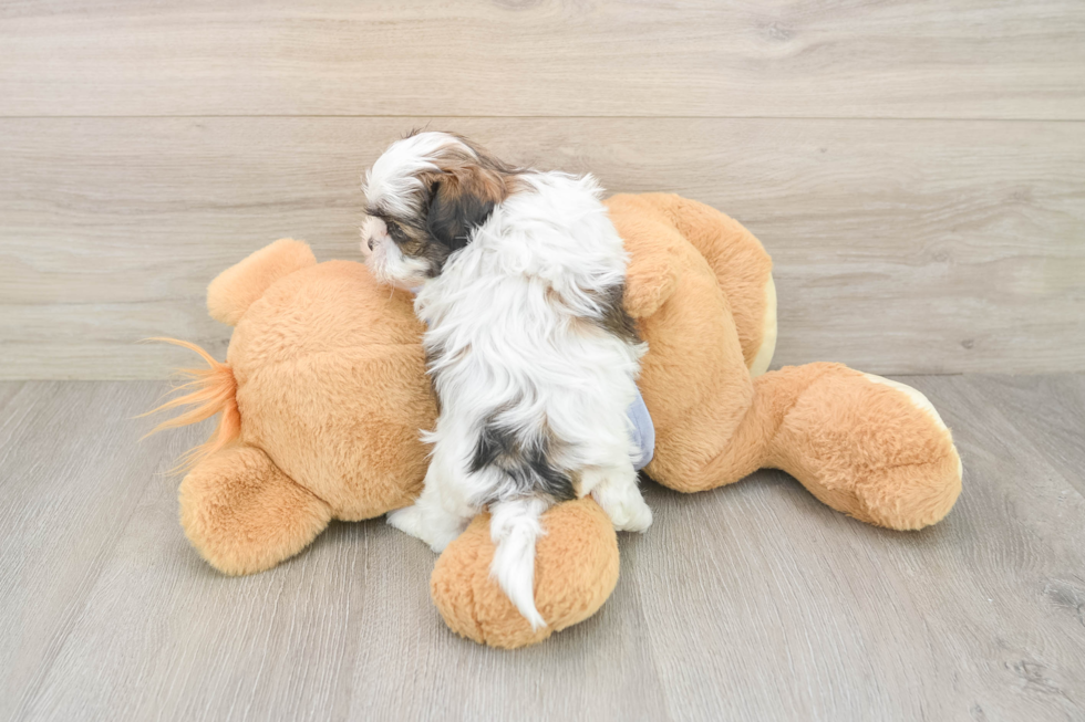 Teddy Bear Puppy for Adoption