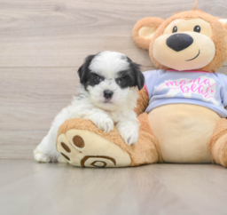 5 week old Teddy Bear Puppy For Sale - Premier Pups