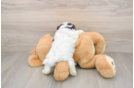 Teddy Bear Puppy for Adoption